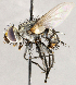  ( - CNC1711446)  @11 [ ] No rights reserved (2021) Unspecified Canadian National Collection of Insects, Arachnids and Nematodes