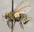  ( - CNC1711462)  @11 [ ] No rights reserved (2021) Unspecified Canadian National Collection of Insects, Arachnids and Nematodes