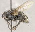  ( - CNC1711485)  @11 [ ] No rights reserved (2021) Unspecified Canadian National Collection of Insects, Arachnids and Nematodes