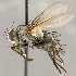  ( - CNC1711570)  @11 [ ] No rights reserved (2021) Unspecified Canadian National Collection of Insects, Arachnids and Nematodes