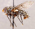 ( - CNC1711585)  @11 [ ] No rights reserved (2021) Unspecified Canadian National Collection of Insects, Arachnids and Nematodes