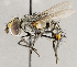  ( - CNC1711586)  @11 [ ] No rights reserved (2021) Unspecified Canadian National Collection of Insects, Arachnids and Nematodes