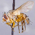  ( - CNC1711599)  @11 [ ] No rights reserved (2021) Unspecified Canadian National Collection of Insects, Arachnids and Nematodes