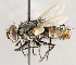  ( - CNC1711601)  @11 [ ] No rights reserved (2021) Unspecified Canadian National Collection of Insects, Arachnids and Nematodes