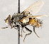  ( - CNC1711606)  @11 [ ] No rights reserved (2021) Unspecified Canadian National Collection of Insects, Arachnids and Nematodes