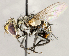  ( - CNC1711612)  @11 [ ] No rights reserved (2021) Unspecified Canadian National Collection of Insects, Arachnids and Nematodes