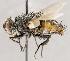  ( - CNC1711628)  @11 [ ] No rights reserved (2021) Unspecified Canadian National Collection of Insects, Arachnids and Nematodes