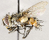  ( - CNC1711637)  @11 [ ] No rights reserved (2021) Unspecified Canadian National Collection of Insects, Arachnids and Nematodes