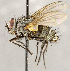  ( - CNC1711693)  @11 [ ] No rights reserved (2021) Unspecified Canadian National Collection of Insects, Arachnids and Nematodes