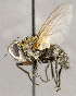  ( - CNC1711728)  @11 [ ] No rights reserved (2021) Unspecified Canadian National Collection of Insects, Arachnids and Nematodes