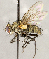  ( - CNC1711732)  @11 [ ] No rights reserved (2021) Unspecified Canadian National Collection of Insects, Arachnids and Nematodes