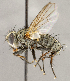  ( - CNC1711734)  @11 [ ] No rights reserved (2021) Unspecified Canadian National Collection of Insects, Arachnids and Nematodes