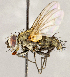  ( - CNC1711741)  @11 [ ] No rights reserved (2021) Unspecified Canadian National Collection of Insects, Arachnids and Nematodes