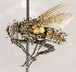  ( - CNC1711743)  @11 [ ] No rights reserved (2021) Unspecified Canadian National Collection of Insects, Arachnids and Nematodes