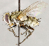  ( - CNC1711745)  @11 [ ] No rights reserved (2021) Unspecified Canadian National Collection of Insects, Arachnids and Nematodes