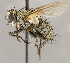  ( - CNC1711753)  @11 [ ] No rights reserved (2021) Unspecified Canadian National Collection of Insects, Arachnids and Nematodes