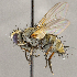  ( - CNC1711761)  @11 [ ] No rights reserved (2021) Unspecified Canadian National Collection of Insects, Arachnids and Nematodes