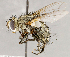  ( - CNC1711783)  @11 [ ] No rights reserved (2021) Unspecified Canadian National Collection of Insects, Arachnids and Nematodes