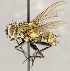  ( - CNC1711792)  @11 [ ] No rights reserved (2021) Unspecified Canadian National Collection of Insects, Arachnids and Nematodes