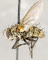  ( - CNC1711835)  @11 [ ] No rights reserved (2021) Unspecified Canadian National Collection of Insects, Arachnids and Nematodes