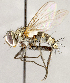  ( - CNC1711842)  @11 [ ] No rights reserved (2021) Unspecified Canadian National Collection of Insects, Arachnids and Nematodes
