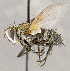  ( - CNC1711843)  @11 [ ] No rights reserved (2021) Unspecified Canadian National Collection of Insects, Arachnids and Nematodes