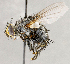  ( - CNC1711870)  @11 [ ] No rights reserved (2021) Unspecified Canadian National Collection of Insects, Arachnids and Nematodes