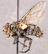  ( - CNC1711949)  @11 [ ] No rights reserved (2021) Unspecified Canadian National Collection of Insects, Arachnids and Nematodes