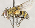  ( - CNC1711950)  @11 [ ] No rights reserved (2021) Unspecified Canadian National Collection of Insects, Arachnids and Nematodes