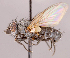 ( - CNC1711963)  @11 [ ] No rights reserved (2022) Unspecified Canadian National Collection of Insects, Arachnids and Nematodes