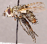  ( - CNC1711984)  @11 [ ] No rights reserved (2021) Unspecified Canadian National Collection of Insects, Arachnids and Nematodes