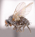  ( - CNC1712011)  @11 [ ] No rights reserved (2022) Unspecified Canadian National Collection of Insects, Arachnids and Nematodes