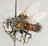  ( - CNC1712018)  @11 [ ] No rights reserved (2021) Unspecified Canadian National Collection of Insects, Arachnids and Nematodes