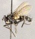  ( - CNC1712063)  @11 [ ] No rights reserved (2021) Unspecified Canadian National Collection of Insects, Arachnids and Nematodes