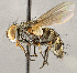  ( - CNC1712074)  @11 [ ] No rights reserved (2021) Unspecified Canadian National Collection of Insects, Arachnids and Nematodes