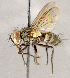  ( - CNC1714771)  @11 [ ] No rights reserved (2021) Unspecified Canadian National Collection of Insects, Arachnids and Nematodes