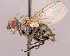  ( - CNC1714787)  @11 [ ] No rights reserved (2022) Unspecified Canadian National Collection of Insects, Arachnids and Nematodes