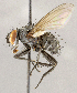  ( - CNC1714823)  @11 [ ] No rights reserved (2021) Unspecified Canadian National Collection of Insects, Arachnids and Nematodes
