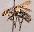  ( - CNC1714834)  @11 [ ] No rights reserved (2021) Unspecified Canadian National Collection of Insects, Arachnids and Nematodes
