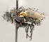  ( - CNC1714847)  @11 [ ] No rights reserved (2021) Unspecified Canadian National Collection of Insects, Arachnids and Nematodes