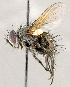  ( - CNC1715126)  @11 [ ] No rights reserved (2021) Unspecified Canadian National Collection of Insects, Arachnids and Nematodes