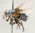  ( - CNC1723742)  @11 [ ] No rights reserved (2021) Unspecified Canadian National Collection of Insects, Arachnids and Nematodes