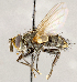  ( - CNC1723792)  @11 [ ] No rights reserved (2021) Unspecified Canadian National Collection of Insects, Arachnids and Nematodes
