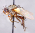  (Actia radialis - CNC1723812)  @11 [ ] No rights reserved (2021) Unspecified Canadian National Collection of Insects, Arachnids and Nematodes