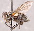  ( - CNC1723907)  @11 [ ] No rights reserved (2021) Unspecified Canadian National Collection of Insects, Arachnids and Nematodes