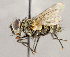  ( - CNC1723940)  @11 [ ] No rights reserved (2021) Unspecified Canadian National Collection of Insects, Arachnids and Nematodes