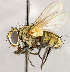  ( - CNC1723983)  @11 [ ] No rights reserved (2021) Unspecified Canadian National Collection of Insects, Arachnids and Nematodes