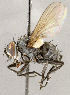  ( - CNC1723985)  @11 [ ] No rights reserved (2021) Unspecified Canadian National Collection of Insects, Arachnids and Nematodes