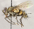  ( - CNC1724055)  @11 [ ] No rights reserved (2021) Unspecified Canadian National Collection of Insects, Arachnids and Nematodes