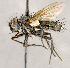  ( - CNC1724063)  @11 [ ] No rights reserved (2021) Unspecified Canadian National Collection of Insects, Arachnids and Nematodes